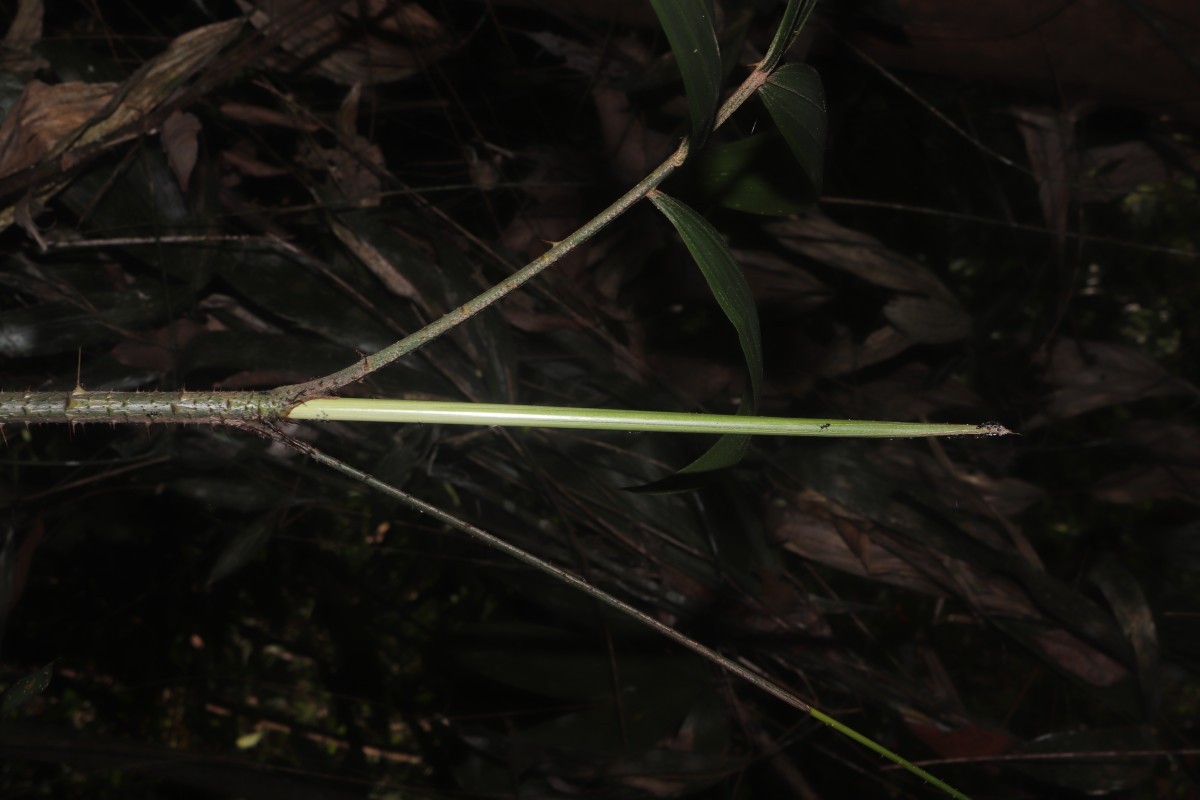 Calamus pachystemonus Thwaites